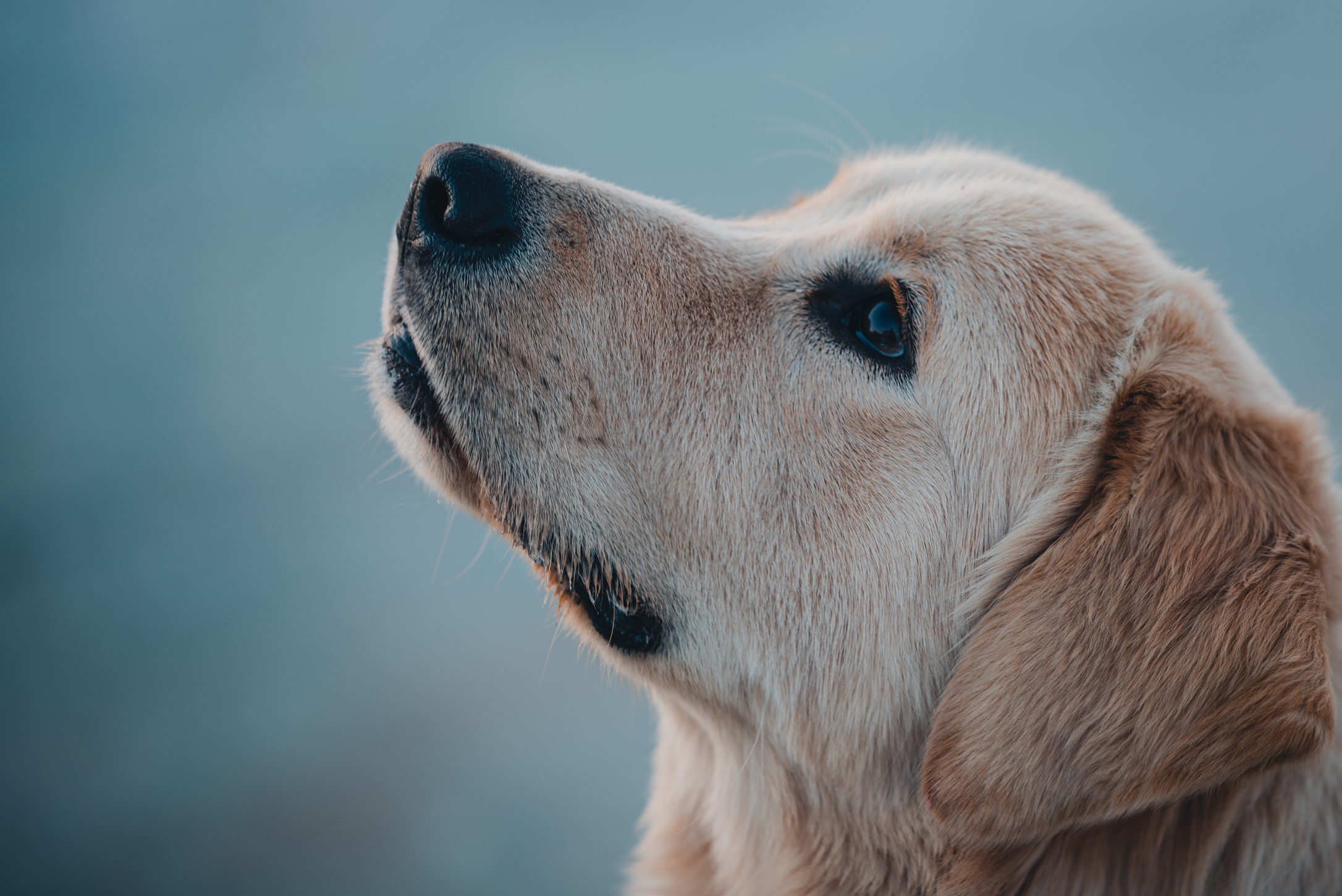 Golden Retriever Dog Looking Up 