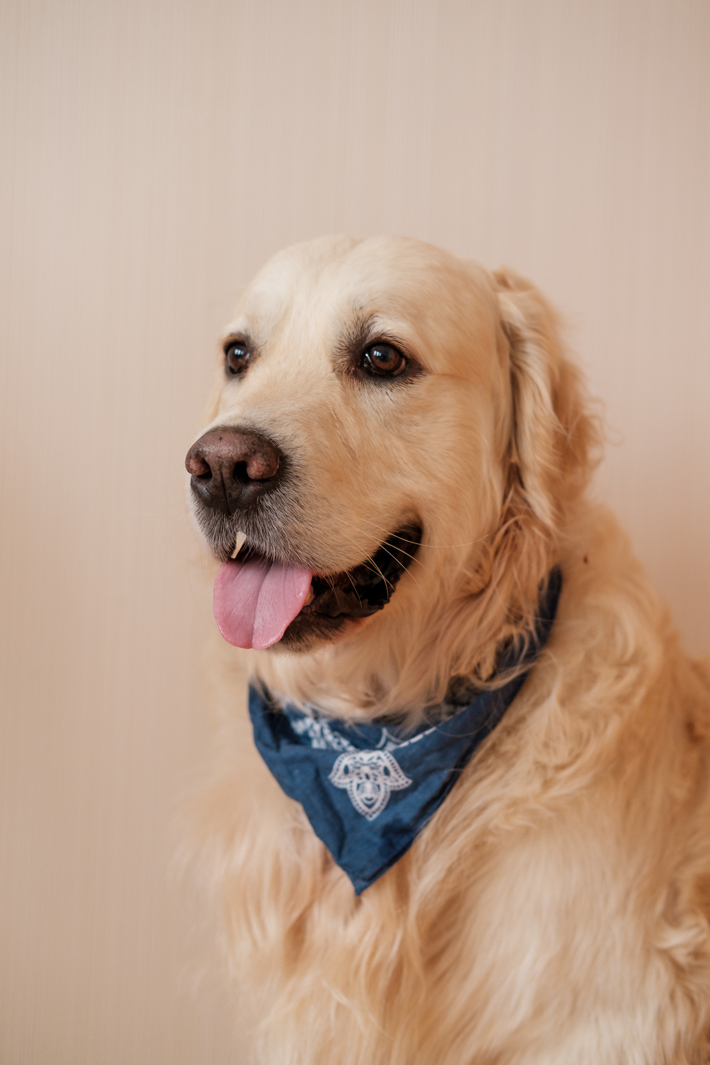 Portrait of a Golden Retriever